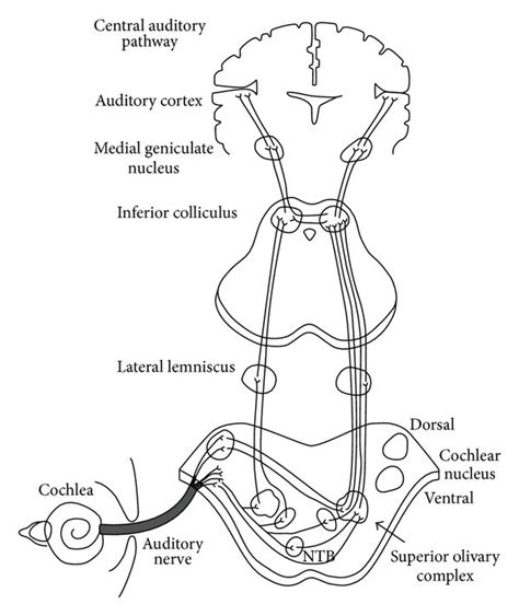 Diagram Of The Classical Auditory Pathways From The Ear To The Auditory