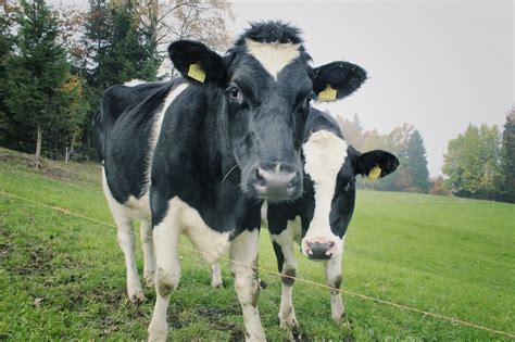 Cows Two Dairy Free Photo On Pixabay Pixabay