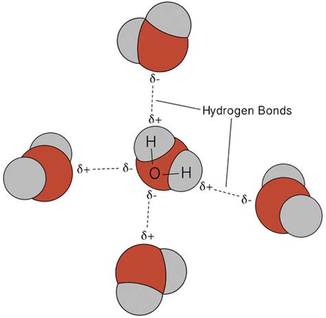 Structure Of Water And Hydrogen Bonding Study Guide Inspirit