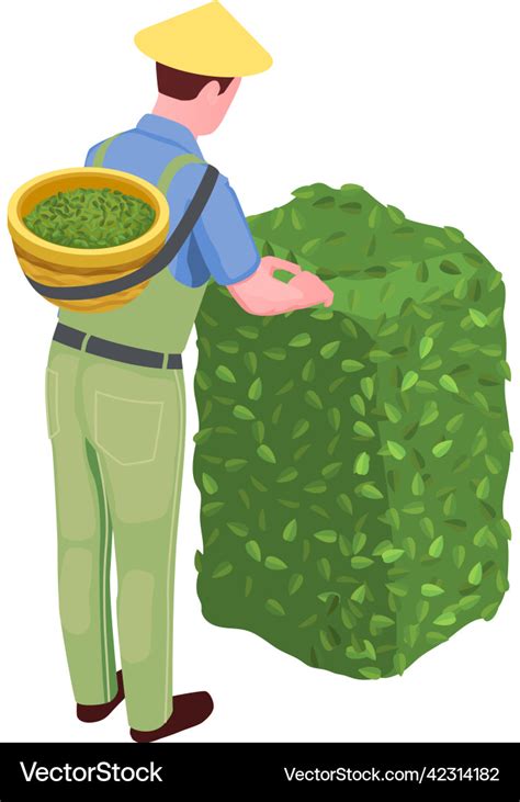 Tea Picker Icon Royalty Free Vector Image Vectorstock