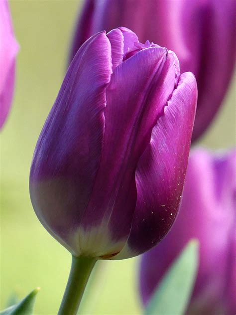 Tulip Bulbs Purple Prince Dutchgrown Uk