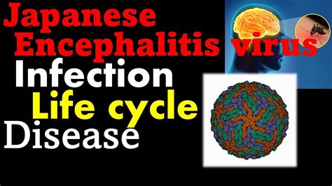Japanese Encephalitis Symptoms Transmission And Replication Youtube