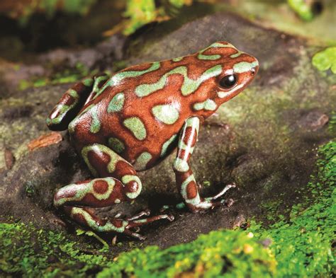 Poisonous Frog Poison Frog Poison Dart Frogs Funny Frogs Cute Frogs