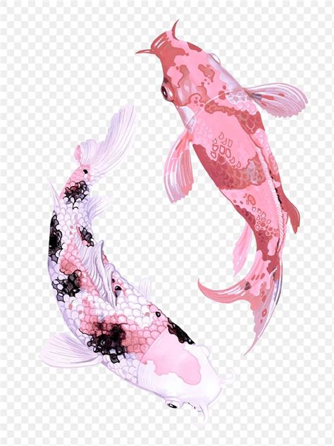 Two Pink And White Koi Fish Swimming Together
