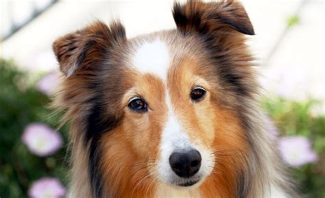 15 Sable Color Dog Breeds Sharp Looking Sweeties