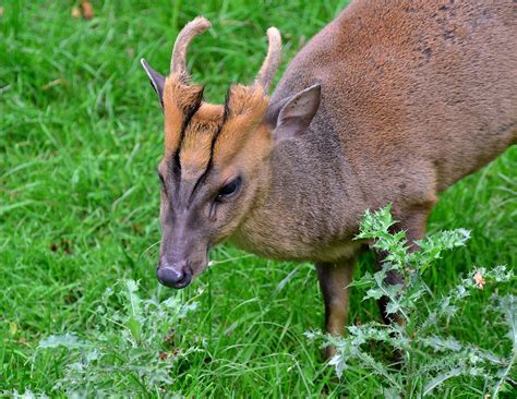 Muntjac Deer 2 A Photo On Flickriver