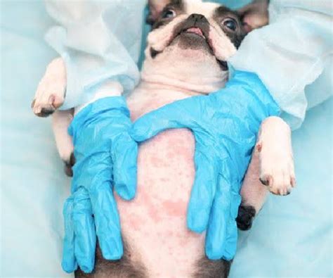 Easy Ways To Understand And Treat Dog Rash On Belly Reuterings