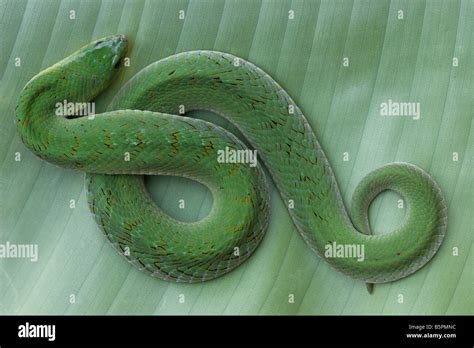 Snake Green Night Adder Green Viper Uganda Africa Stock Photo Alamy