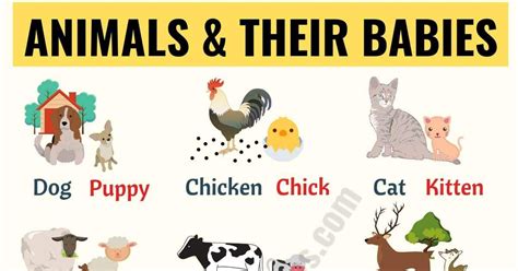 Baby Animals In This Lesson You Will Learn A List Of Popular Animals