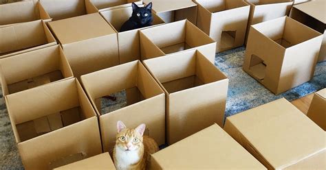 They Took Cardboard Boxes And Made A Maze For Their Cats