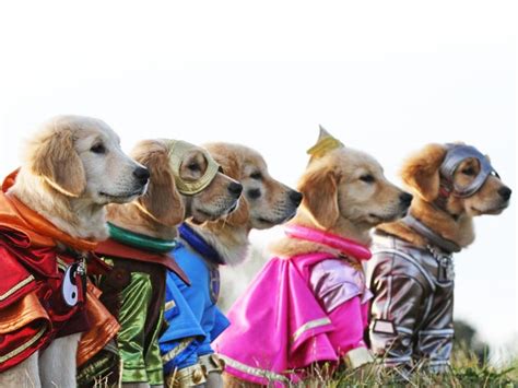 First Look At Superhero Pups In Disneys ‘super Buddies