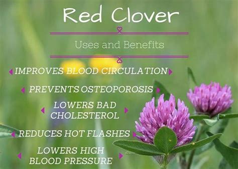 8 Health Benefits Of Red Clover For Women