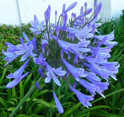 Agapanthus Blue Common Name African Lily 150mm Dawsons Garden World
