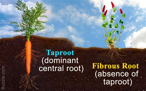 The Differences Between A Taproot And Fibrous Root System