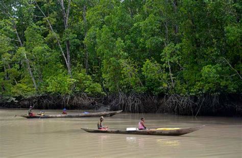 Indonesias Vast Mangroves Are A Treasure Worth Saving