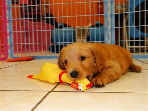 How much do golden retriever puppies cost? Sweet Local Golden Retriever Puppies For Sale Near Atlanta ...