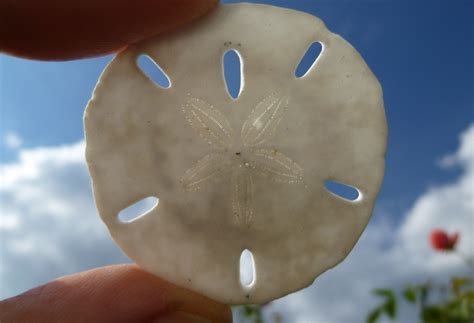 Sand Dollar Life Cycle Images And Photos Finder