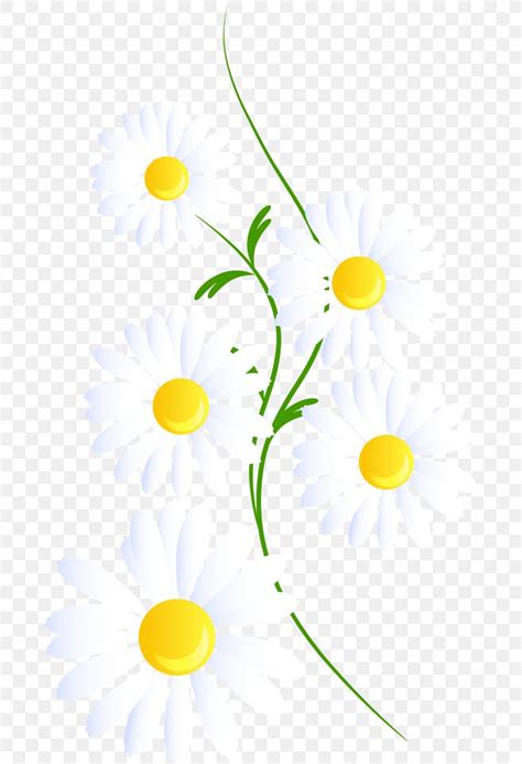 Free Daisy Clipart Border Free Images At Clker Ve Vrogue Co