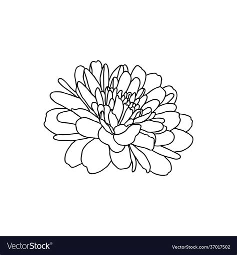 Chrysanthemum Drawing Vlr Eng Br