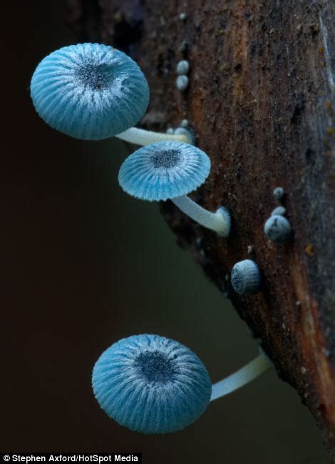 Now Theyre Magic Mushrooms Amazing Images Reveal Alien Like