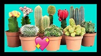 17 Tipos De Cactus y Sus Nombres Que Puedes Tener En Tu Jardin 2020 ...