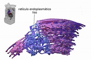 Célula Eucariota: Retículo Endoplasmático Liso