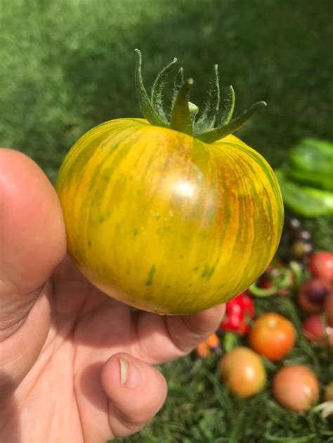 Blue Fade Tomato Seeds Open Pollinated Non Gmo Exclusive Etsy