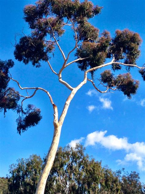 Eucalyptus Tree Balboa Park San Diego Married With Wanderlust