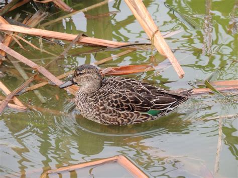 Green Winged Teal Female 8 Apr 2013 Turnbull Birding Ce Flickr