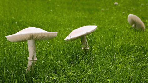 How To Get Rid Of Mushrooms In Yards Naturally 9 Quick Tips