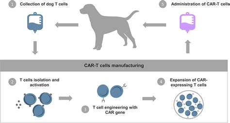 Frontiers Immunotherapeutic Strategies For Canine Lymphoma Changing
