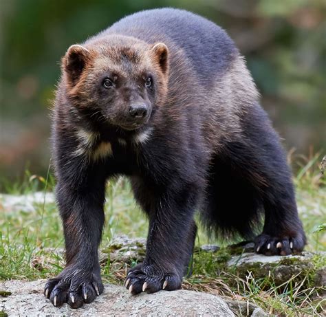 7 Best States To See Wolverines In The Wild Mortons On The Move