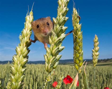 The Amazing Life Of The Harvest Mouse Amazing Pictures