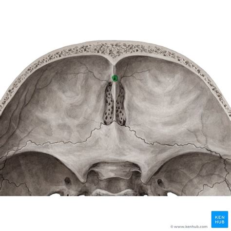 Foramen Cecum Foramen Caecum Image Yousun Koh Anatomy Lion