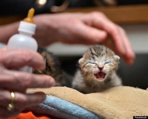 tiny rescued kittens huddle together for warmth photos huffpost