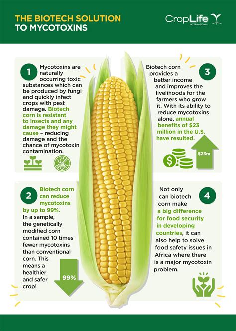 Everything You Need To Know About Gmo Corn Gmo Answers