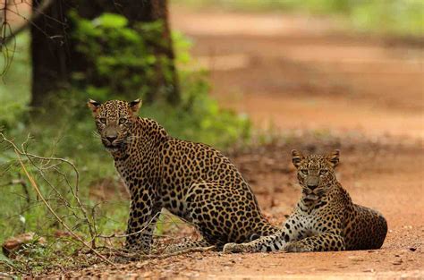 Things You Should Know Before Going To Do Safari In Sri Lanka