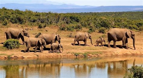 Elefante Africano Características Hábitat Alimentación Reproducción