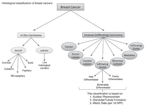 Breast cancer can spread outside the breast through blood vessels and lymph vessels. Histological classification of breast cancer subtypes ...