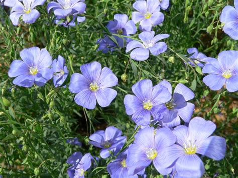 Flax Flower Flower Seeds