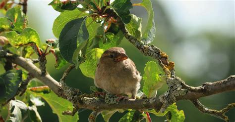 Brown Bird On Tree Branch During Daytime · Free Stock Photo