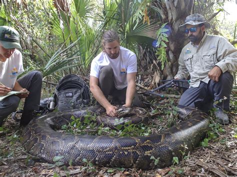 Horror With 19ft Giant Python In Florida Can Swallow Large Deer In 5