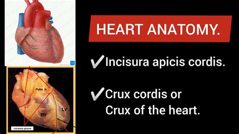Heart Anatomy Incisura Apicis Cordis And Crux Cordis Or Crux Of The