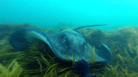 Free Diving And Spearfishing With Stingrays In Warrnambool 2016 Youtube