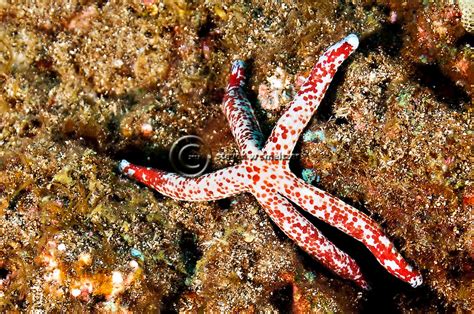 Starfish Linckia Multifora Molokai Hawaii Steven W Smeltzer