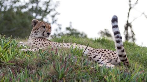 Cheetah Looking At His Tail Cheetah Animals Relax