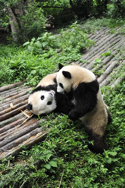 Giant Panda Couple In Chengdu Panda Base Explore Ohmytrip Flickr