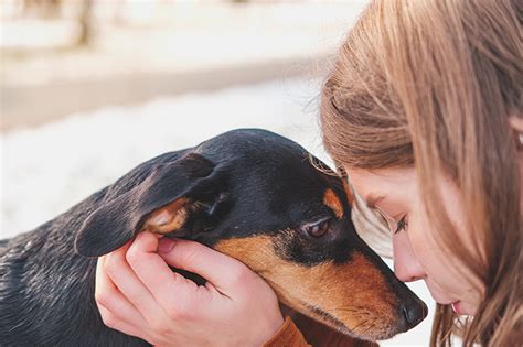 Why Do Humans And Dogs Bond