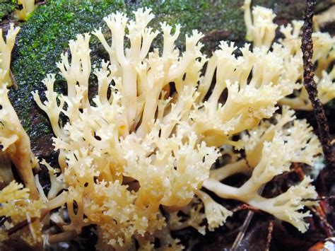 Crested Coral Wayne 1 This Crested Coral Fungus Is Edible Flickr