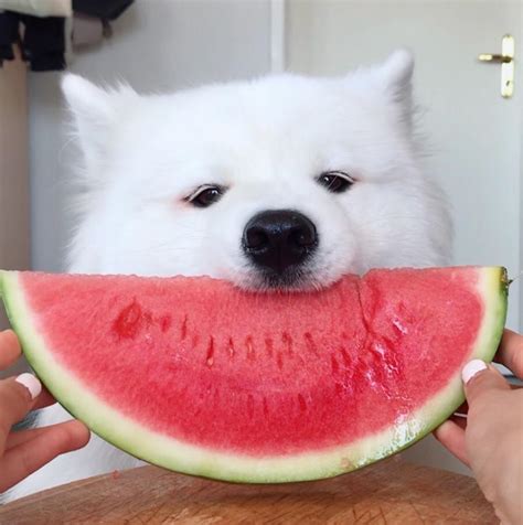 Dog Eating Watermelon Raww